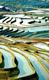 元阳哈尼梯田风光