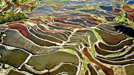 元阳哈尼梯田风光