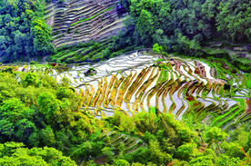 元阳哈尼梯田风光