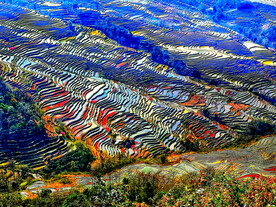 元阳哈尼梯田风光