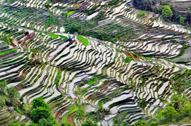 元阳哈尼梯田风光