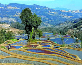 元阳哈尼梯田风光
