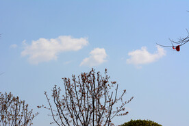 蓝天下树枝剪影