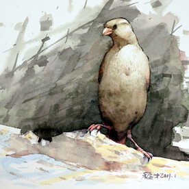 水彩鸟