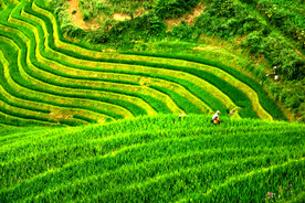 龙胜龙脊梯田风光