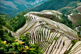 龙胜龙脊梯田风光