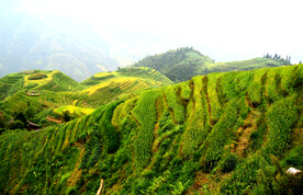 龙胜龙脊梯田风光