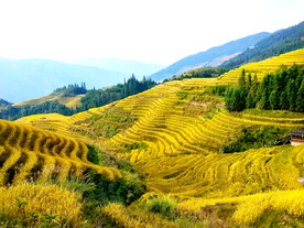 龙胜龙脊梯田风光
