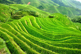 龙胜龙脊梯田风光