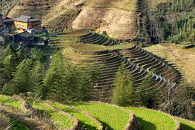 龙胜龙脊梯田风光