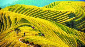 龙胜龙脊梯田风光