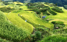 从江加榜梯田风光