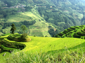 从江加榜梯田风光