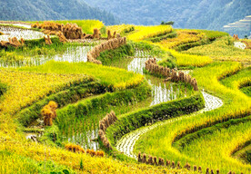 从江加榜梯田风光