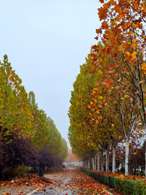 秋季雨天落叶黄金大道