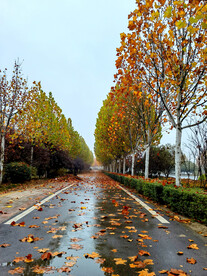 秋季雨天黄金大道落叶