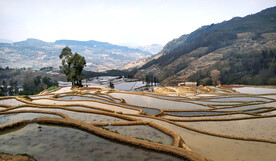 元阳哈尼梯田风光