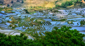 元阳哈尼梯田风光