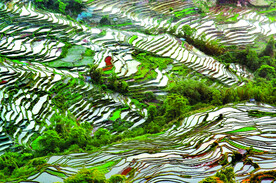 元阳哈尼梯田风光