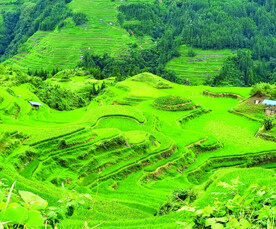 从江加榜梯田风光