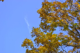 蓝天白云金色树叶