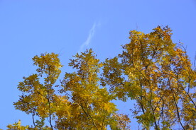 蓝天金色叶子