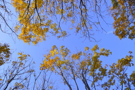 仰望看蓝天白云大树叶