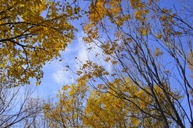 仰望蓝天白云金色树叶子