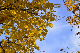 金黄的蓝天白云天空