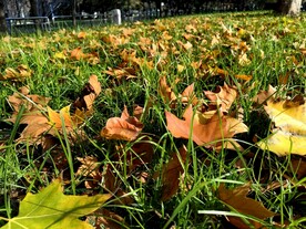 秋天一片落叶满地