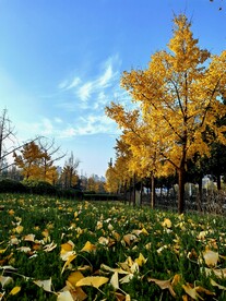 蓝天白云银杏树