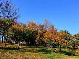 秋天初冬公园一角红叶