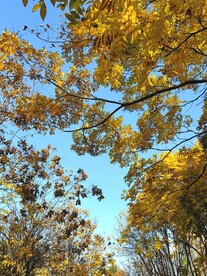 仰望天空银杏树