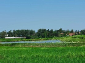 农村荷花鱼塘乡村美景