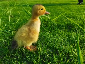 草地迷茫小黄鸭子