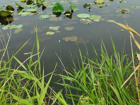 农村荷花鱼塘乡村美景