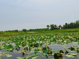 农村荷花鱼塘乡村美景