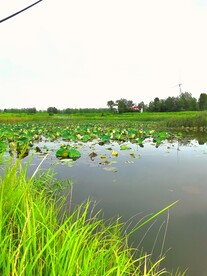 农村荷花鱼塘乡村美景