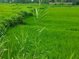 农村原生态老家乡村美景