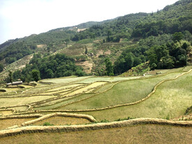 元阳哈尼梯田风光