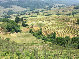 元阳哈尼梯田风光