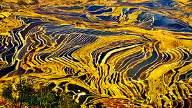 元阳哈尼梯田风光