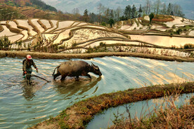元阳哈尼梯田风光