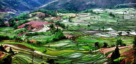 元阳哈尼梯田风光