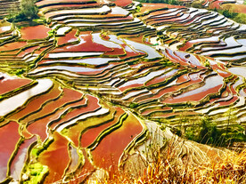 元阳哈尼梯田风光