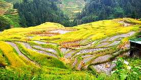 从江加榜梯田风光