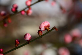 红黄色腊梅花骨朵盆景