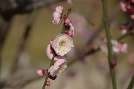 红黄色腊梅花骨朵盆景