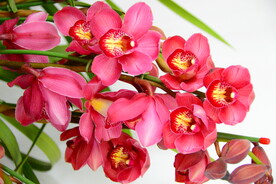 红黄色腊梅花骨朵盆景