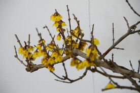 黄色腊梅花骨朵盆景